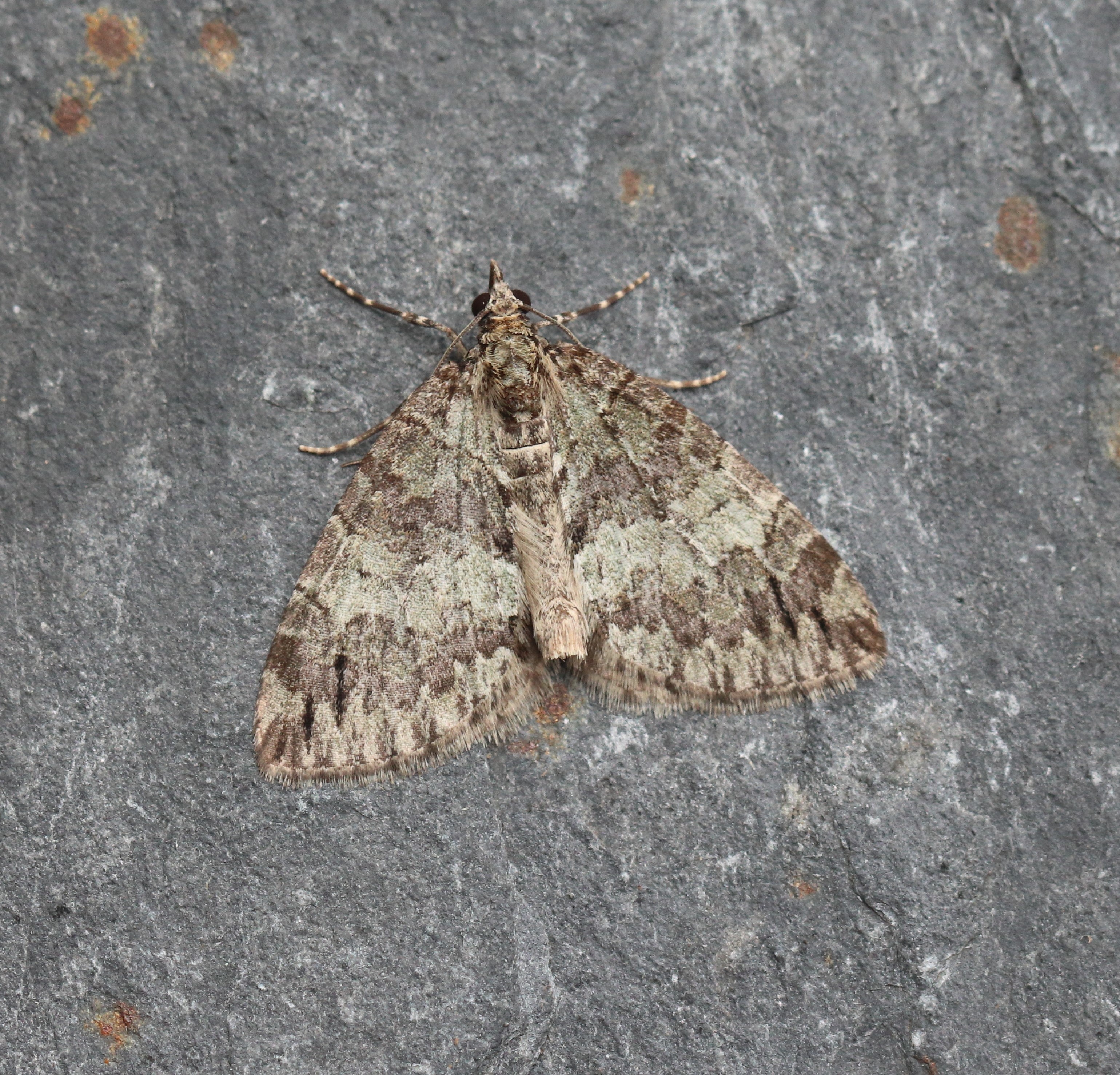 Photo of May Highflyer (Hydriomena impluviata)
